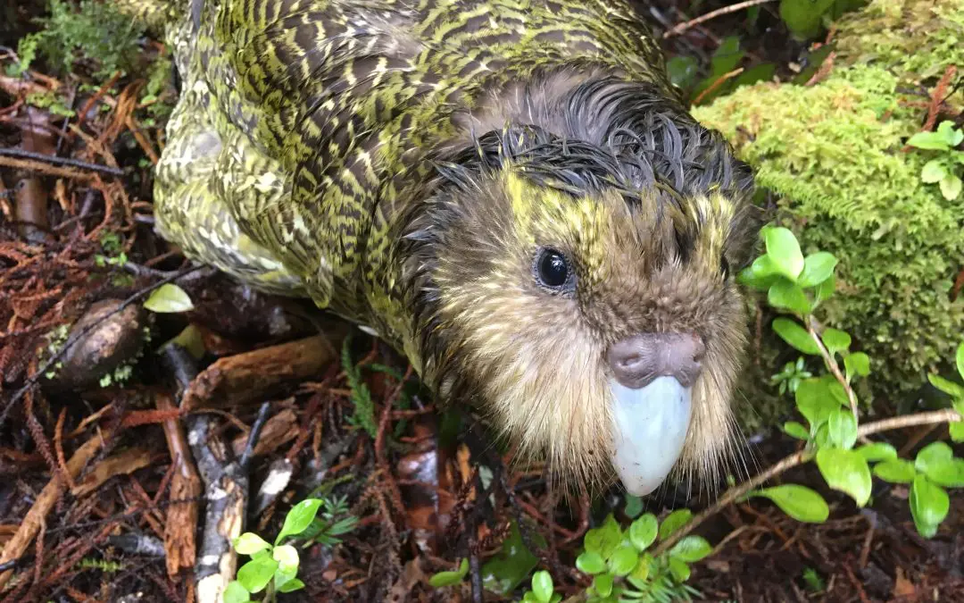 BLAKE Ambassadors help kākāpo in boom breeding year