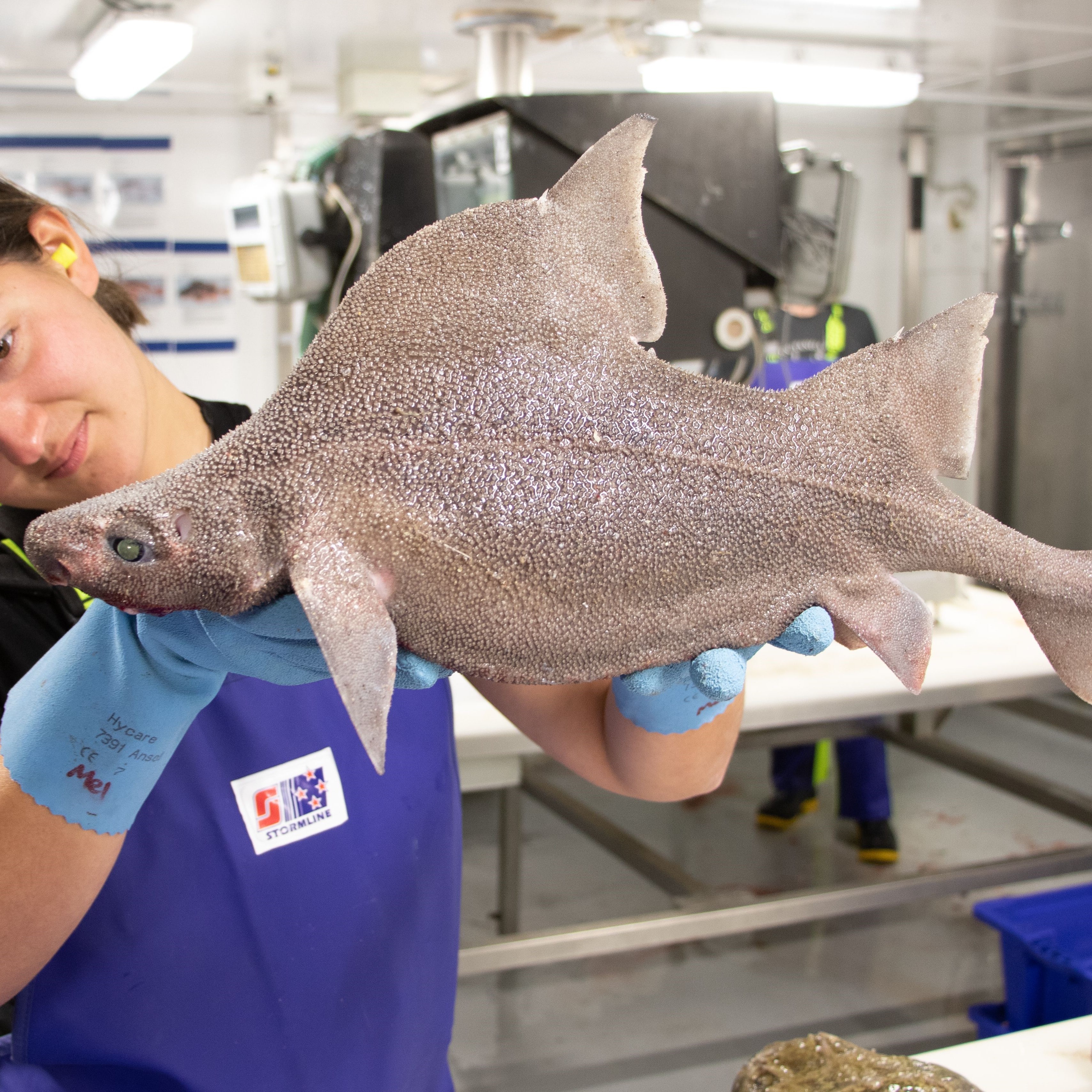 Prickly Dogfish Blake NZ