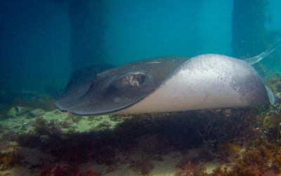 Fish of the Year 2025 launches and BLAKE is backing the short-tail stingray (whai)