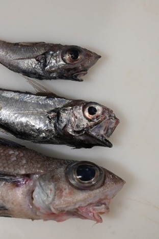 A deep dive into the fish of the Chatham rise - Blake NZ