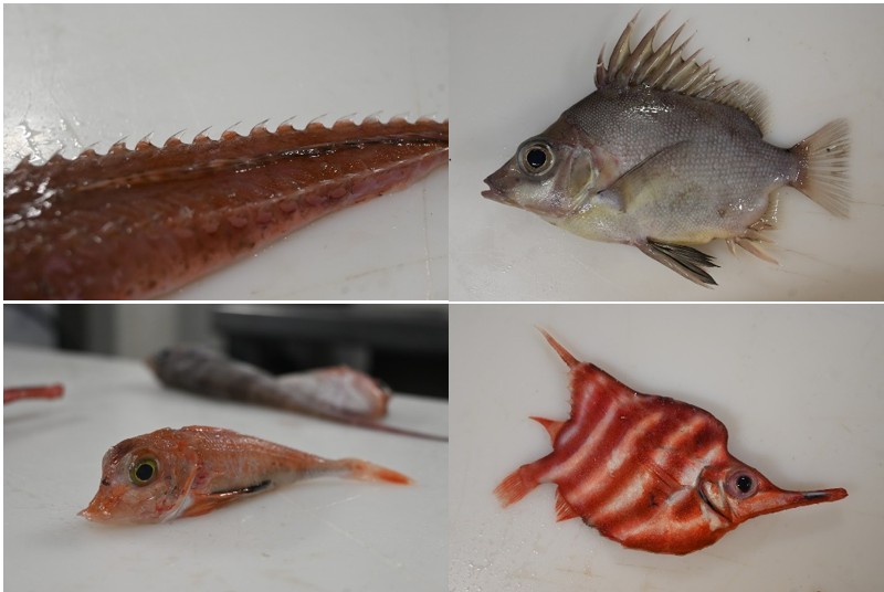 A deep dive into the fish of the Chatham rise - Blake NZ